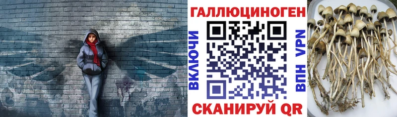Галлюциногенные грибы Psilocybine cubensis Белогорск